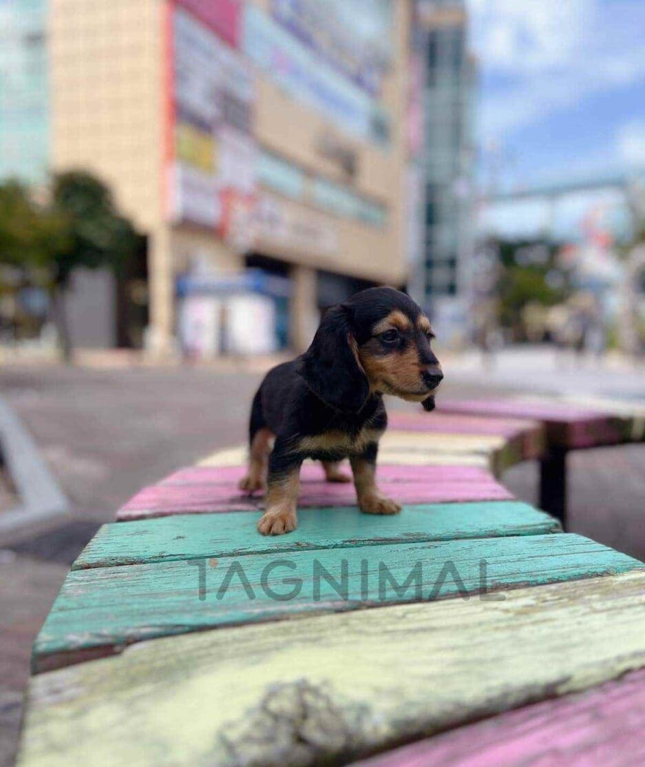 Dachshund puppy for sale, dog for sale at Tagnimal