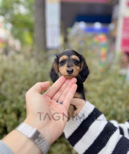 Dachshund puppy for sale, dog for sale at Tagnimal