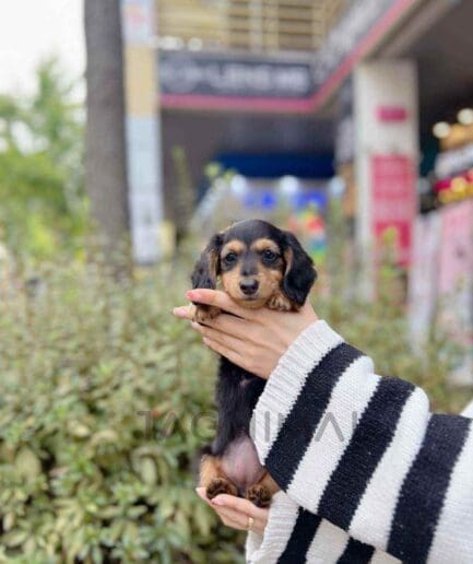 Dachshund puppy for sale, dog for sale at Tagnimal