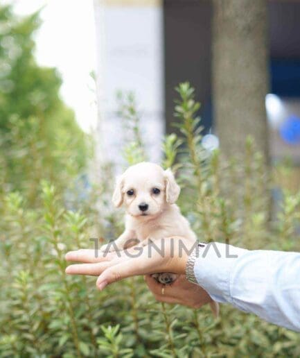 Dachshund puppy for sale, dog for sale at Tagnimal