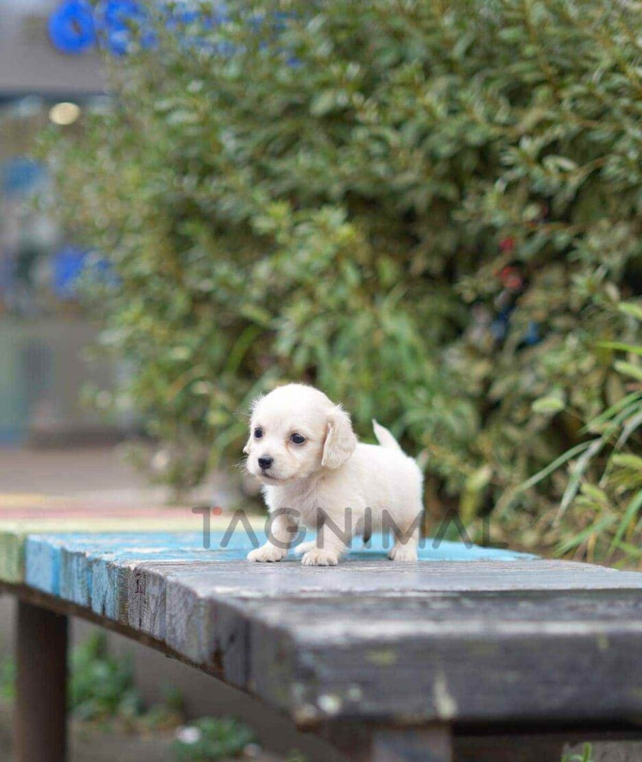 Dachshund puppy for sale, dog for sale at Tagnimal