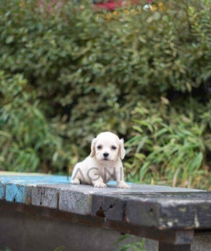 Dachshund puppy for sale, dog for sale at Tagnimal