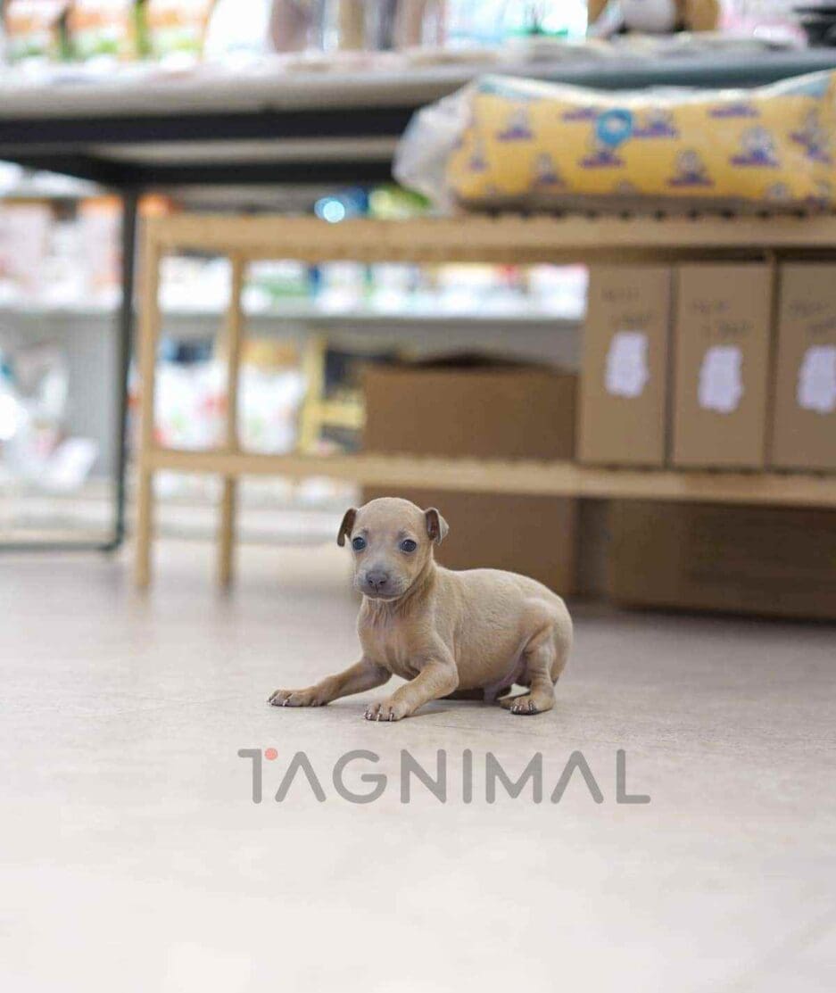 ขายลูกสุนัขเกรย์ฮาวด์ ซื้อสุนัข ซื้อหมา ได้ที่ Tagnimal