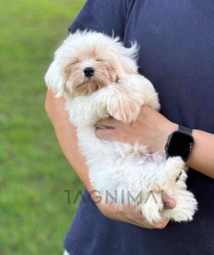 Malchi puppy for sale, dog for sale at Tagnimal