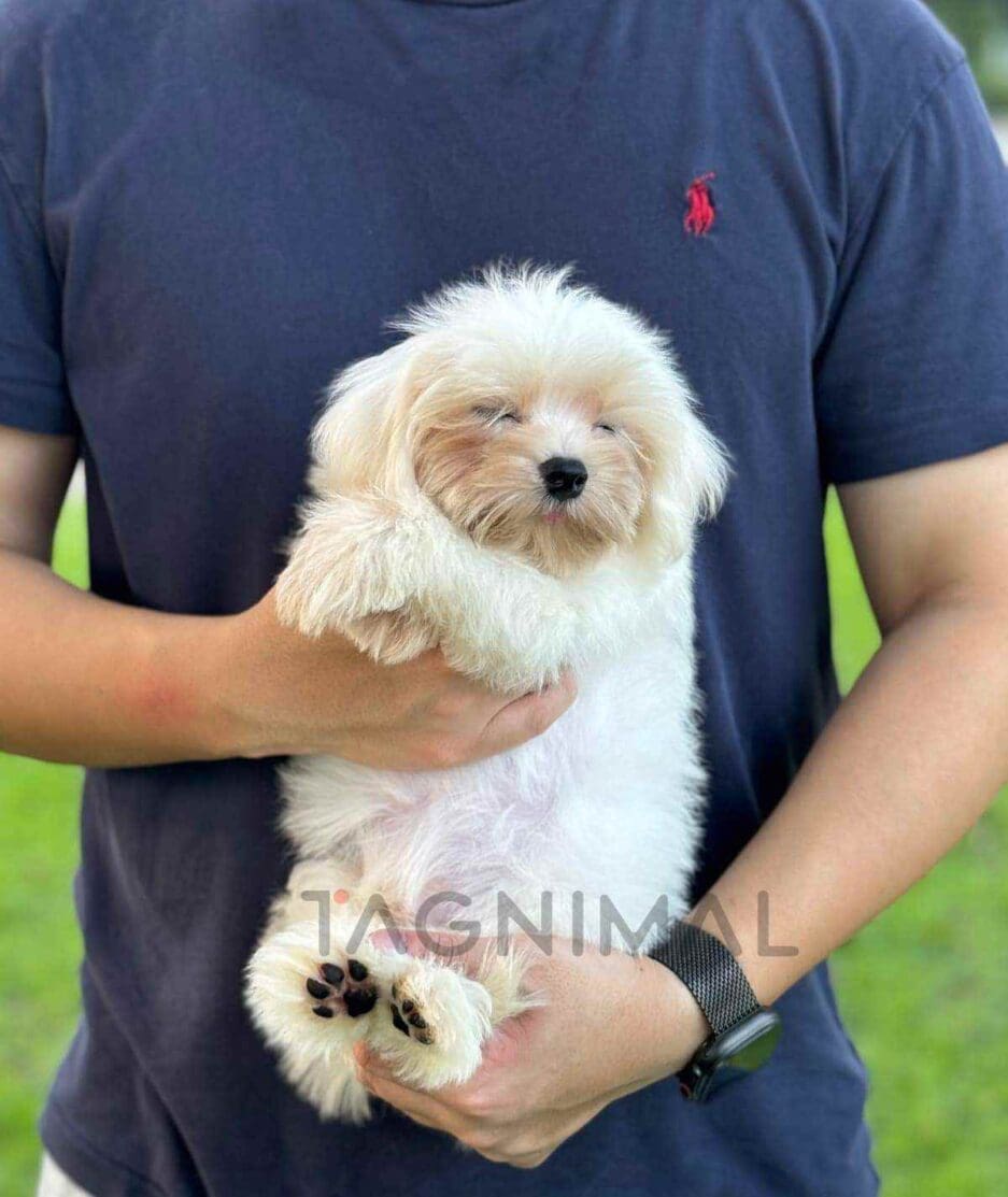 Malchi puppy for sale, dog for sale at Tagnimal