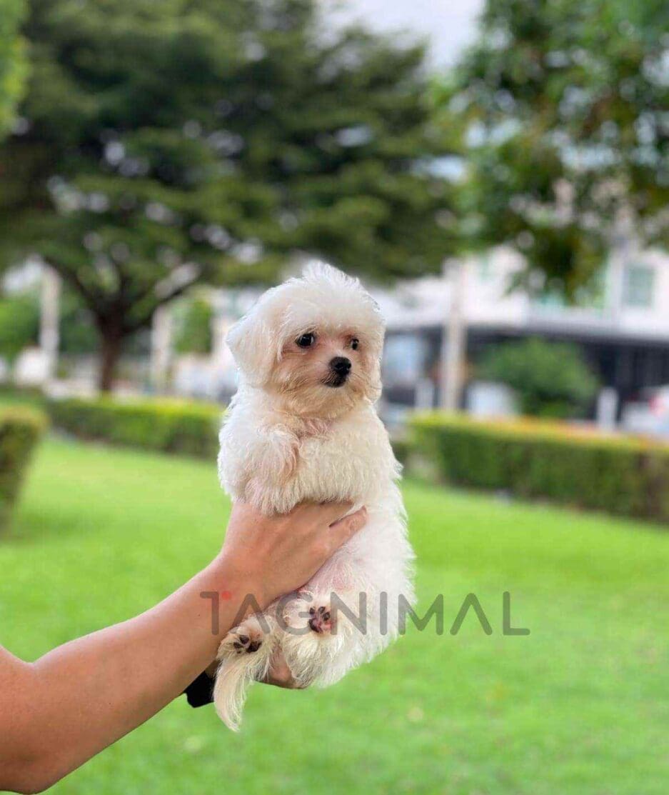 Malchi puppy for sale, dog for sale at Tagnimal