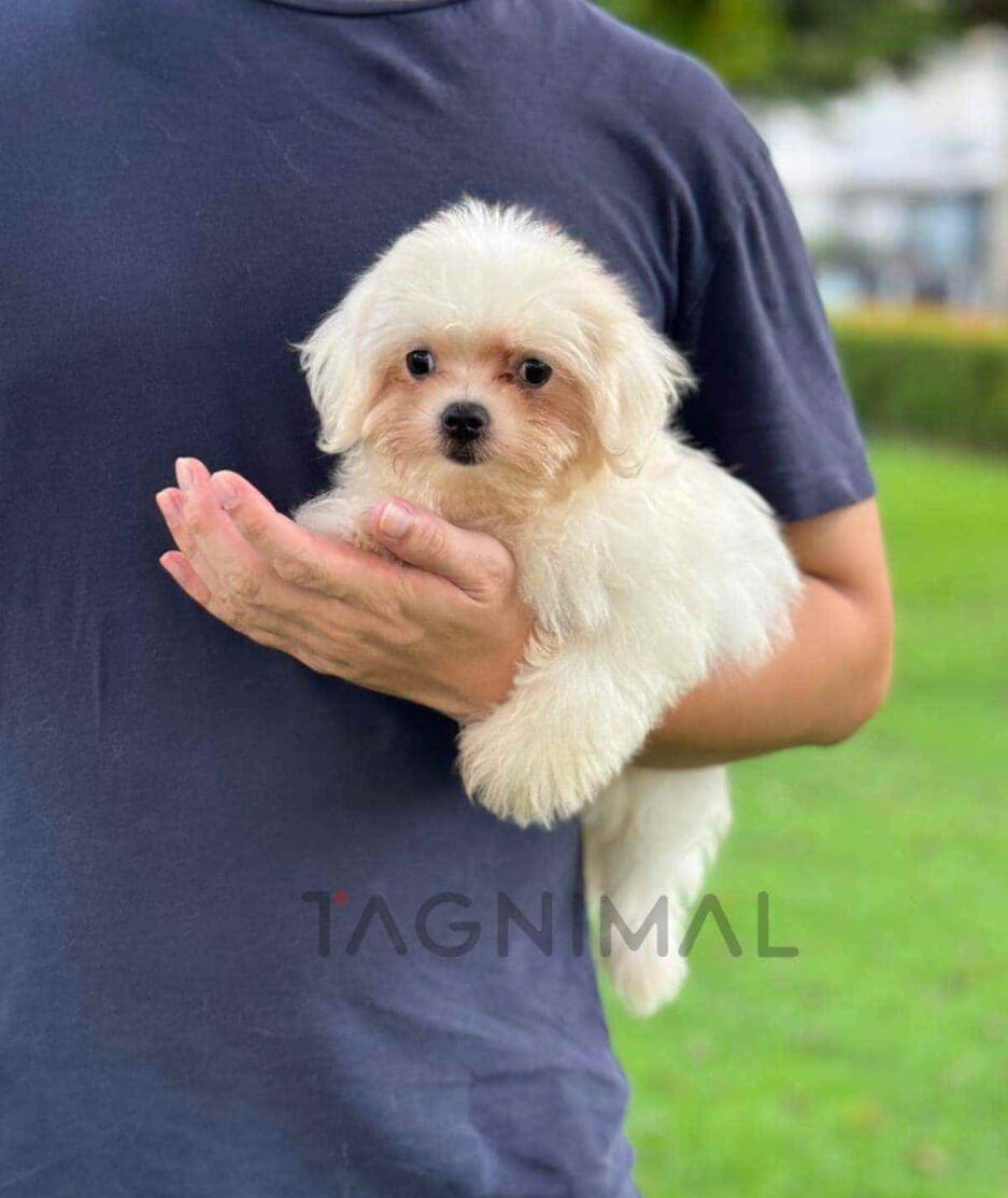 Malchi puppy for sale, dog for sale at Tagnimal