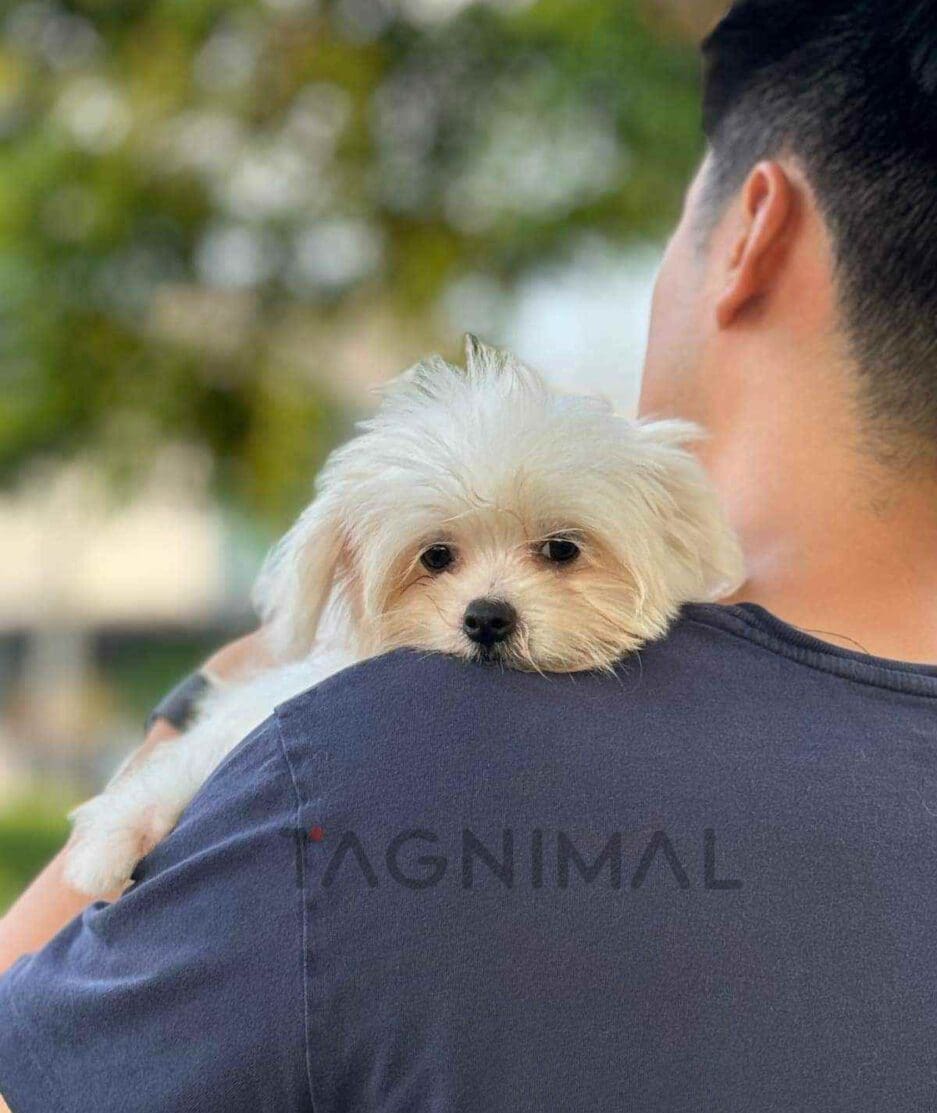 Malchi puppy for sale, dog for sale at Tagnimal