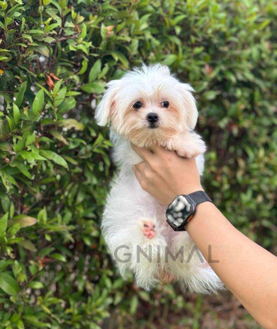 Malchi puppy for sale, dog for sale at Tagnimal