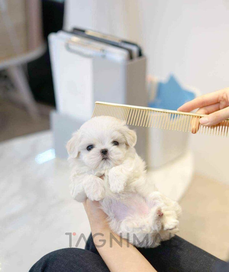 Maltese puppy for sale, dog for sale at Tagnimal