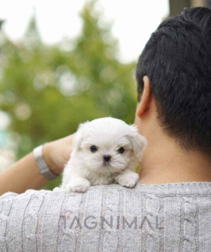 Maltese puppy for sale, dog for sale at Tagnimal