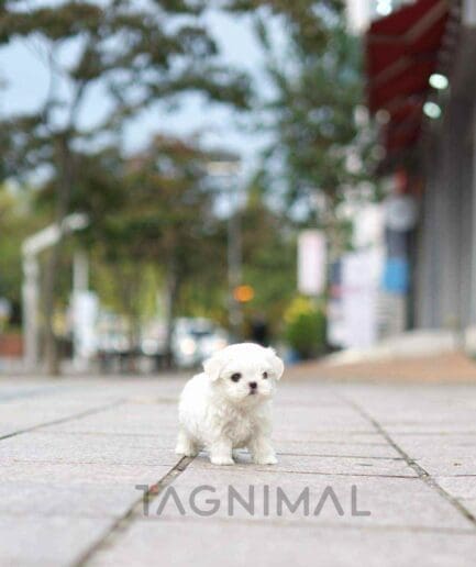 Maltese puppy for sale, dog for sale at Tagnimal