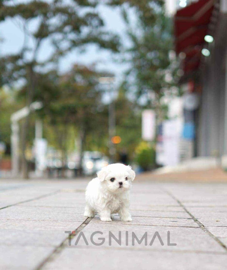 Maltese puppy for sale, dog for sale at Tagnimal