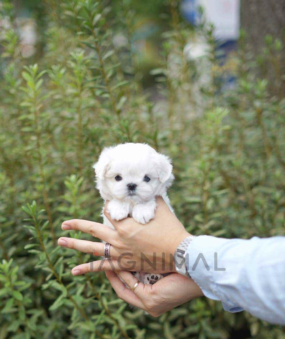 Maltese puppy for sale, dog for sale at Tagnimal