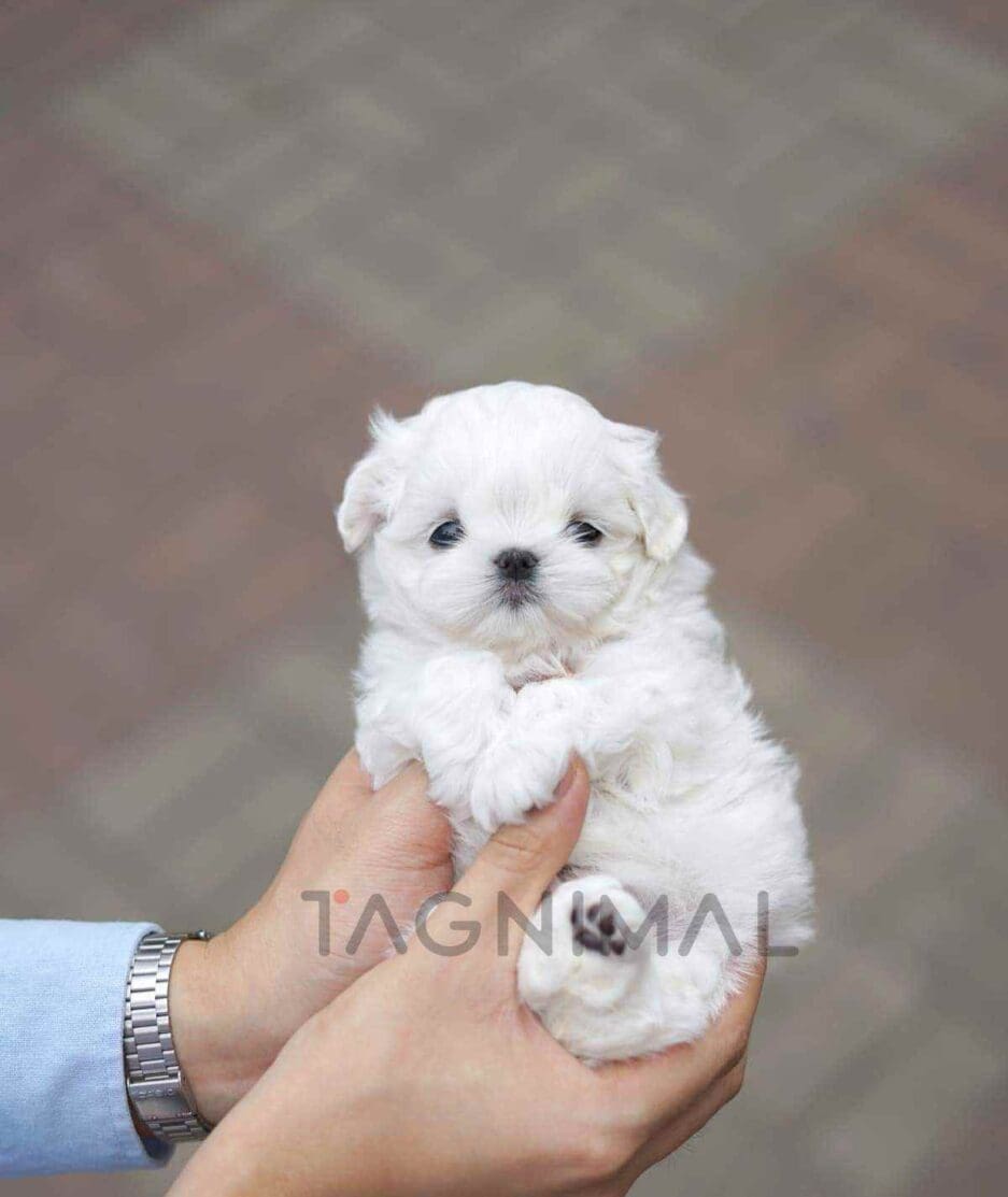 Maltese puppy for sale, dog for sale at Tagnimal