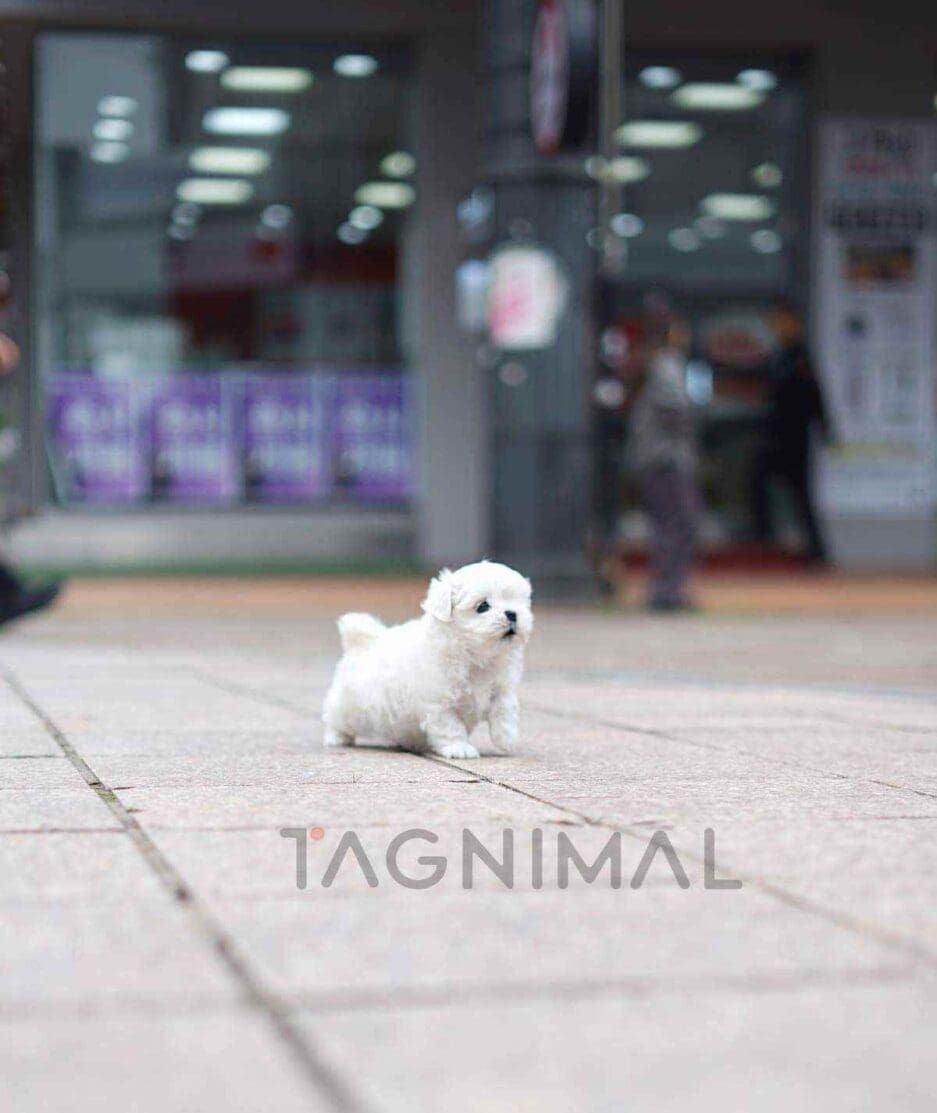 Maltese puppy for sale, dog for sale at Tagnimal