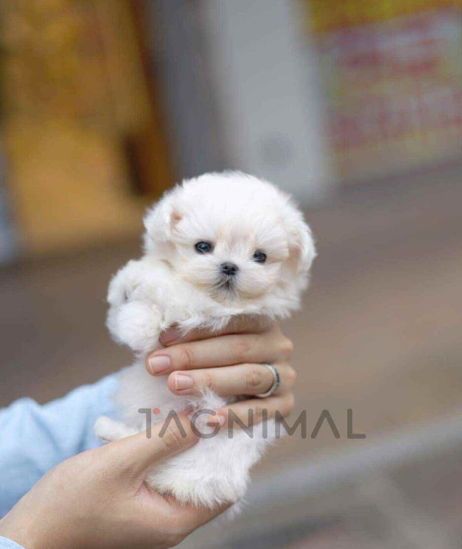 Maltese puppy for sale, dog for sale at Tagnimal