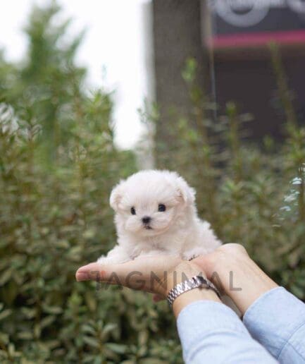 Maltese puppy for sale, dog for sale at Tagnimal