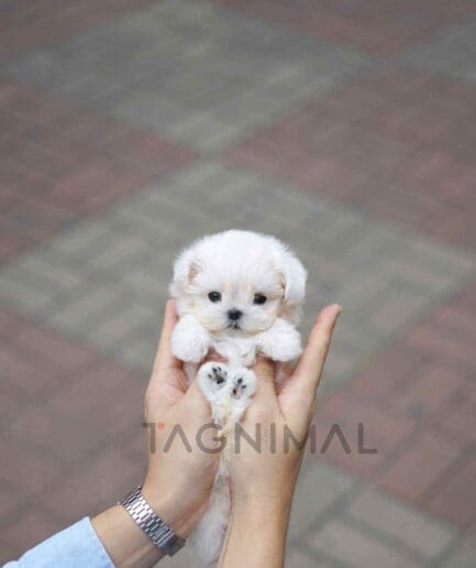 Maltese puppy for sale, dog for sale at Tagnimal