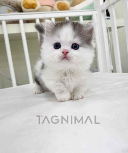 Munchkin kitten for sale, cat for sale at Tagnimal