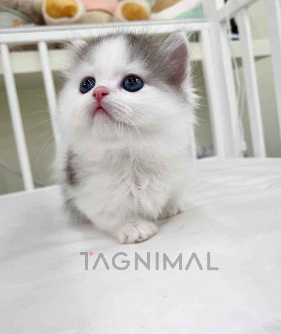 Munchkin kitten for sale, cat for sale at Tagnimal