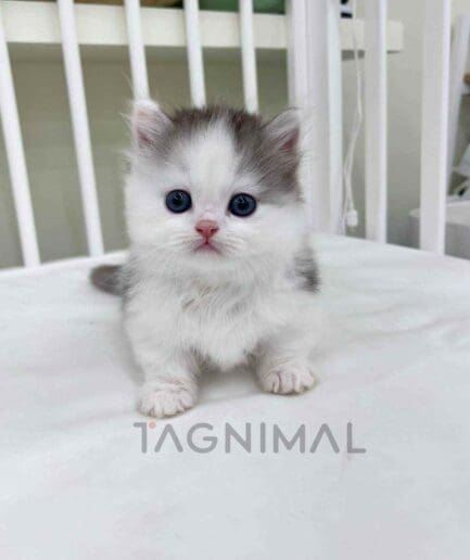 Munchkin kitten for sale, cat for sale at Tagnimal