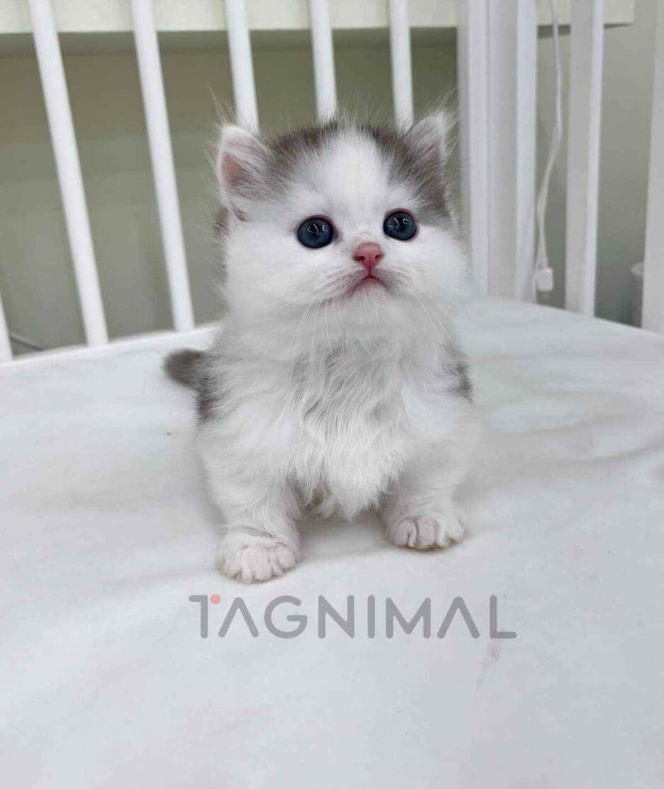 Munchkin kitten for sale, cat for sale at Tagnimal