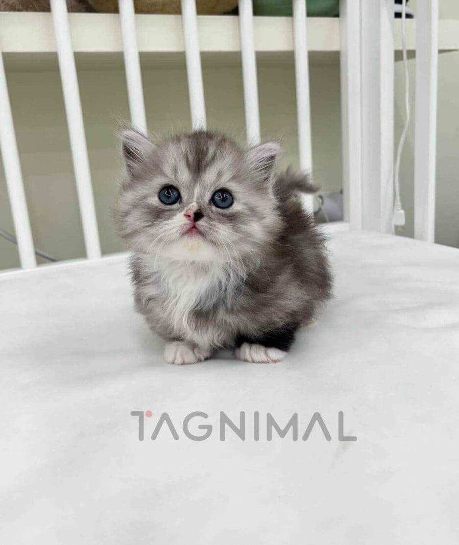 Munchkin kitten for sale, cat for sale at Tagnimal