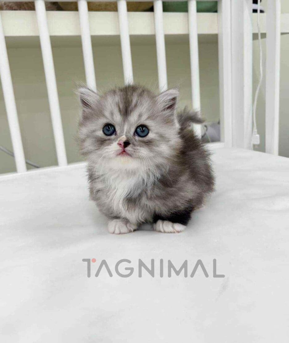 Munchkin kitten for sale, cat for sale at Tagnimal