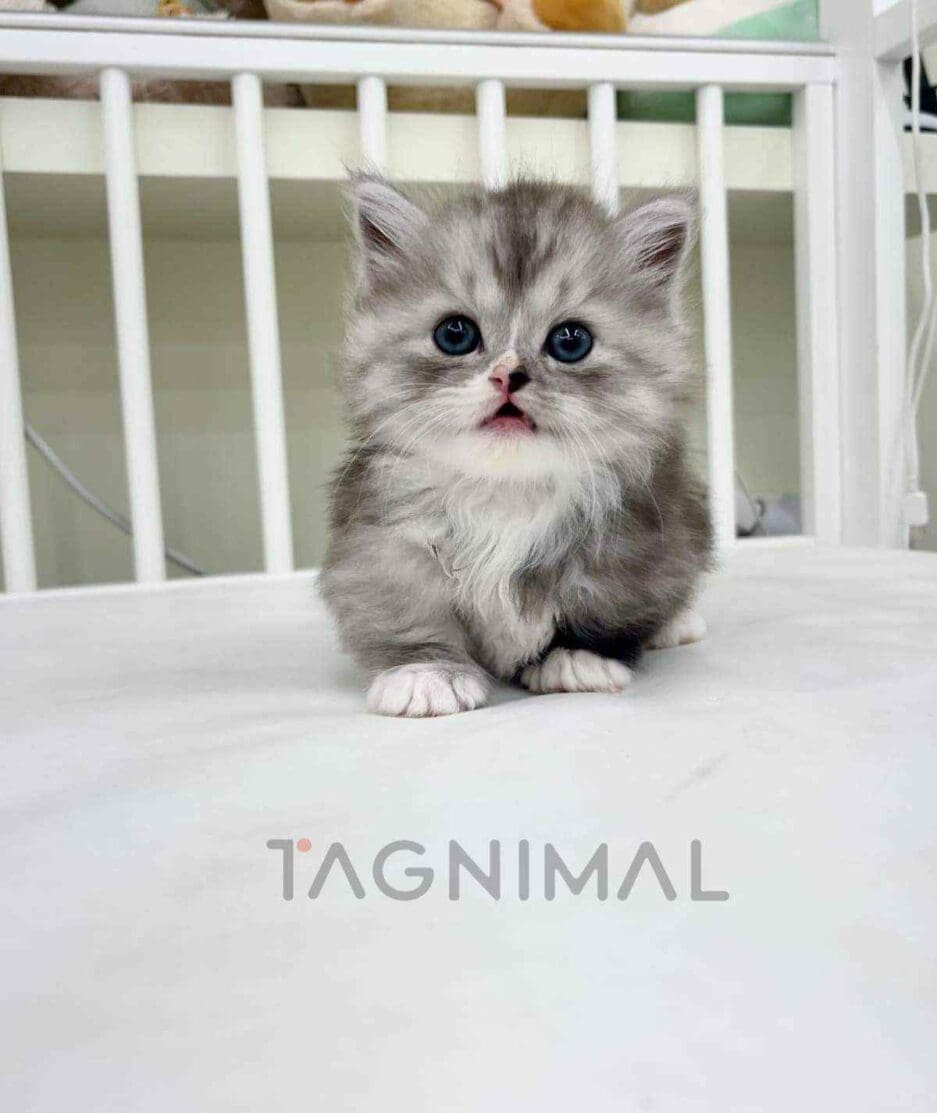 Munchkin kitten for sale, cat for sale at Tagnimal