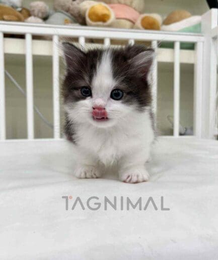 Munchkin kitten for sale, cat for sale at Tagnimal