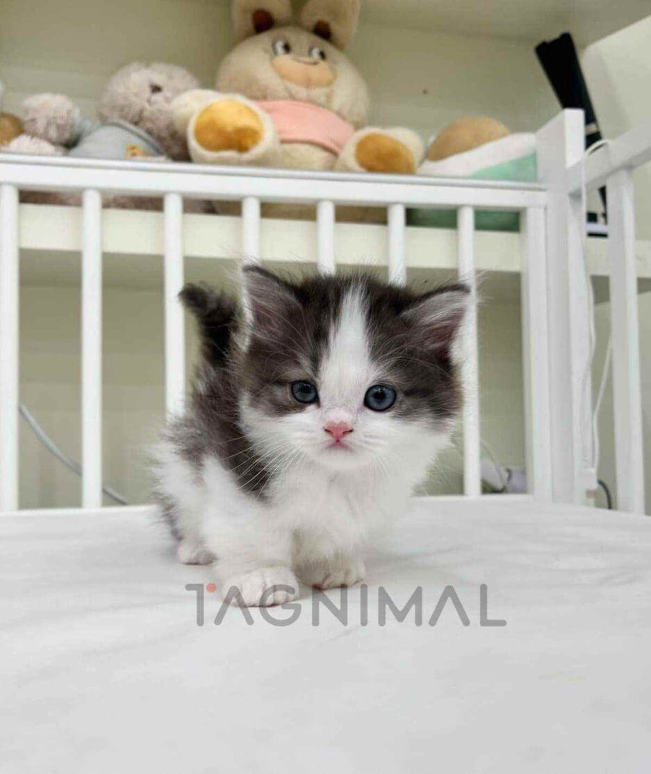 Munchkin kitten for sale, cat for sale at Tagnimal