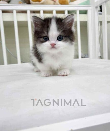 Munchkin kitten for sale, cat for sale at Tagnimal