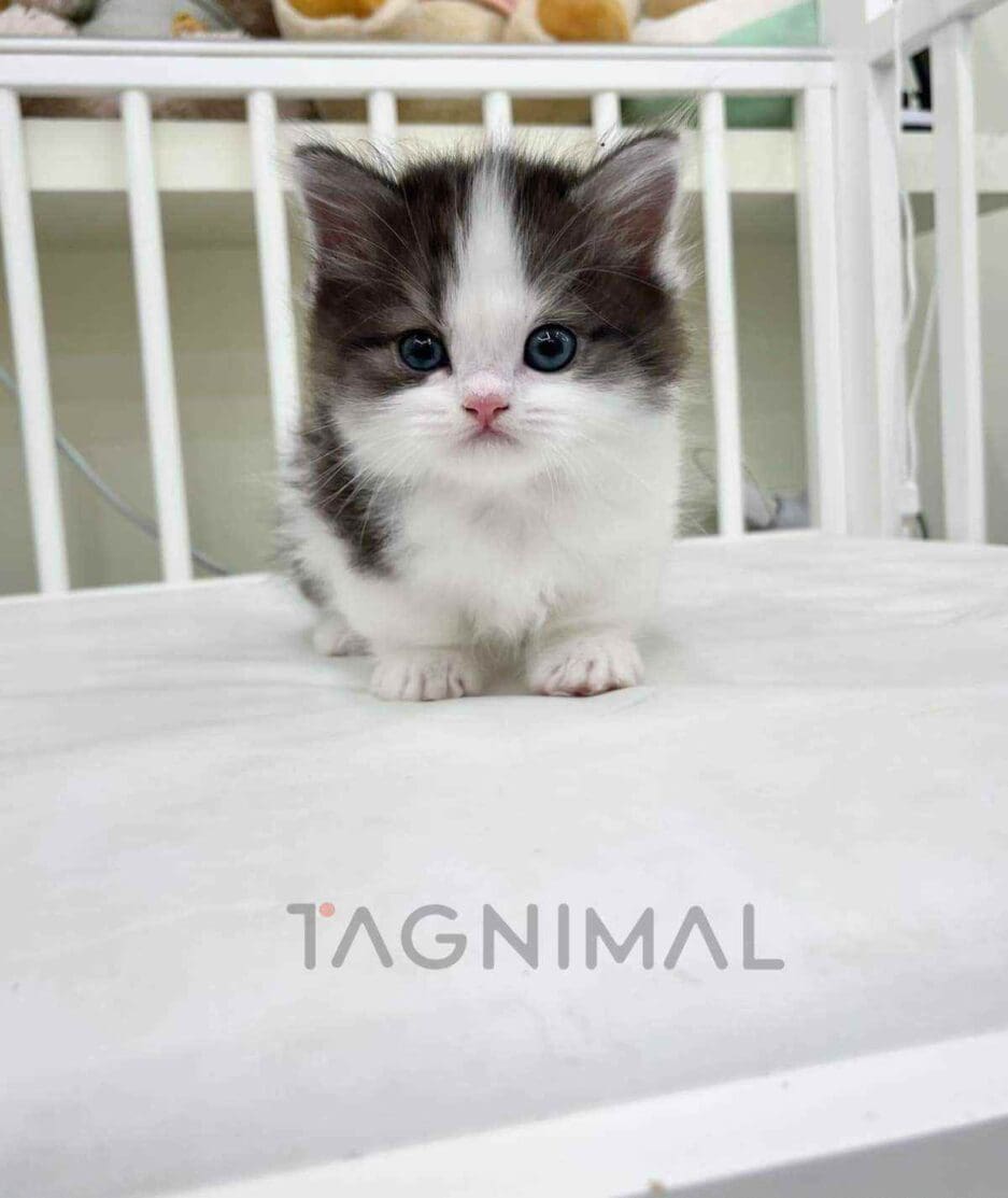 Munchkin kitten for sale, cat for sale at Tagnimal