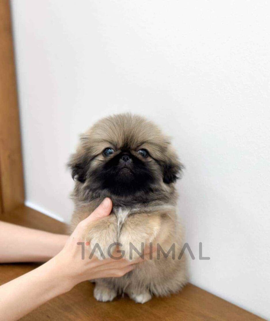 Pekingese puppy for sale, dog for sale at Tagnimal