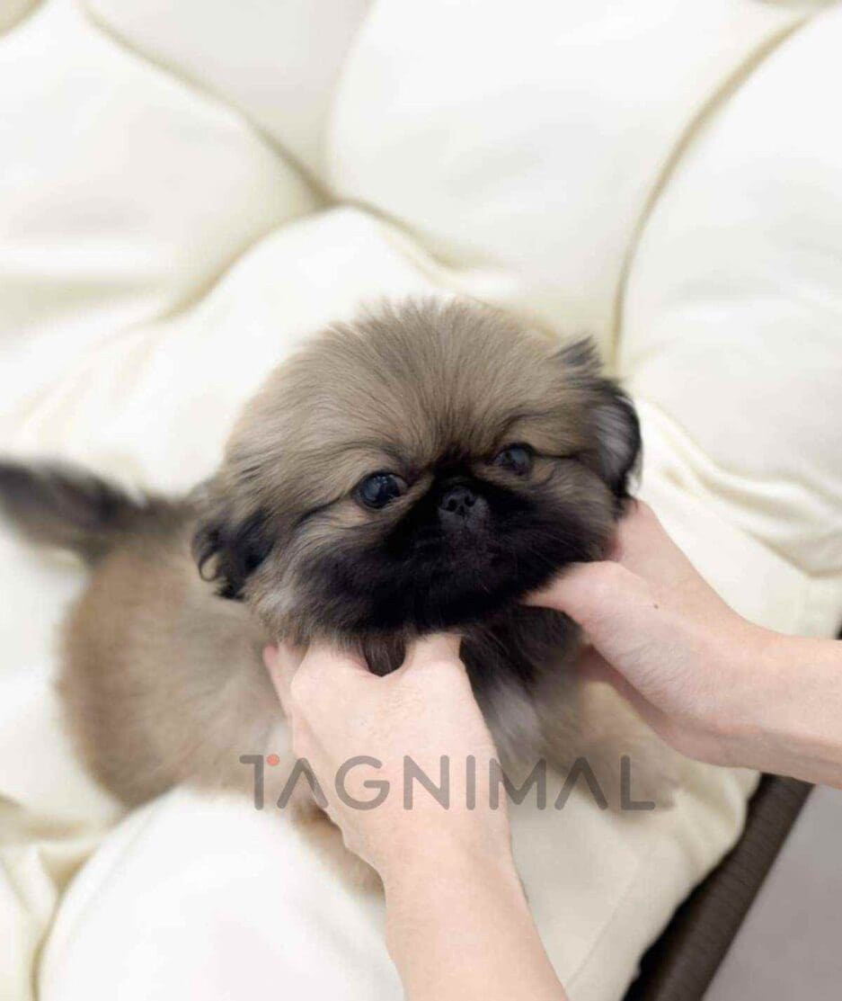 Pekingese puppy for sale, dog for sale at Tagnimal