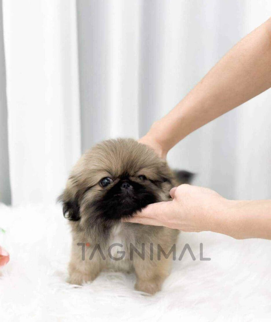 Pekingese puppy for sale, dog for sale at Tagnimal