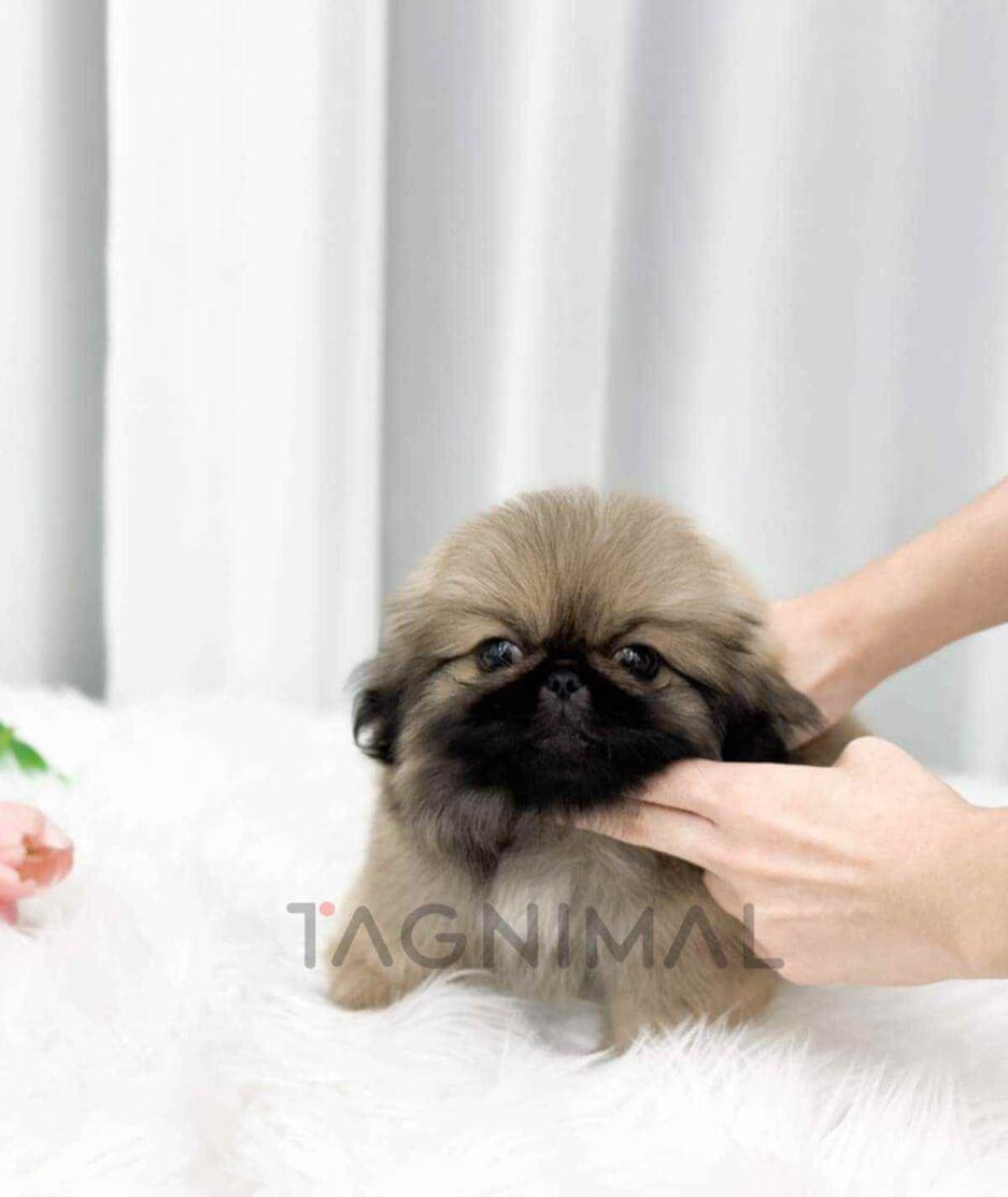 Pekingese puppy for sale, dog for sale at Tagnimal