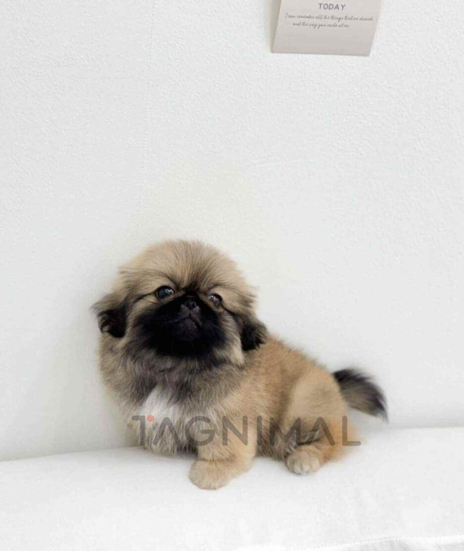 Pekingese puppy for sale, dog for sale at Tagnimal