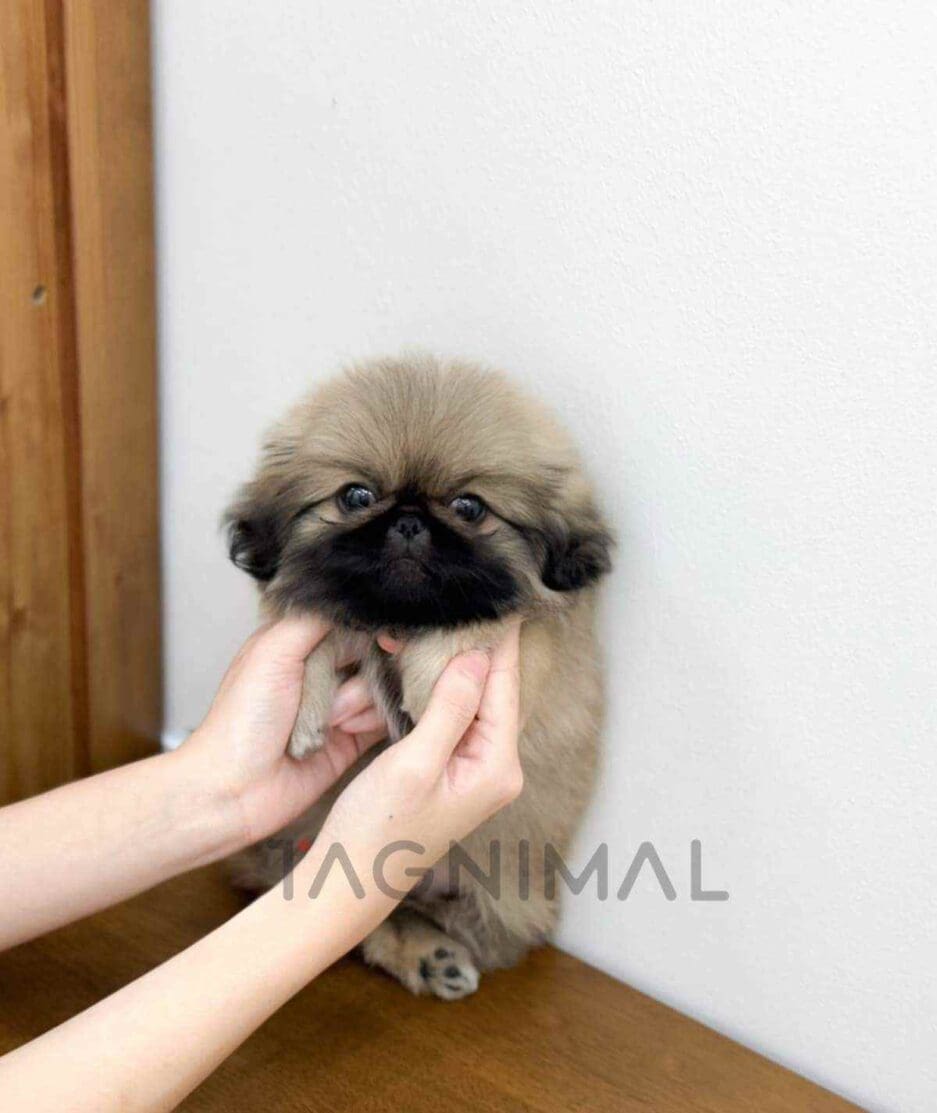 Pekingese puppy for sale, dog for sale at Tagnimal