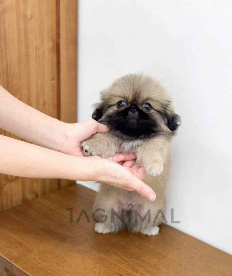 Pekingese puppy for sale, dog for sale at Tagnimal