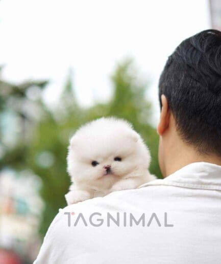 Pomeranian puppy for sale, dog for sale at Tagnimal