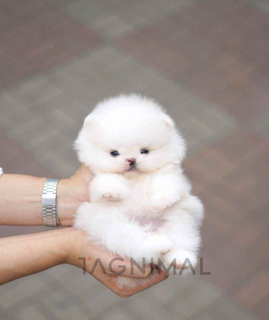 Pomeranian puppy for sale, dog for sale at Tagnimal