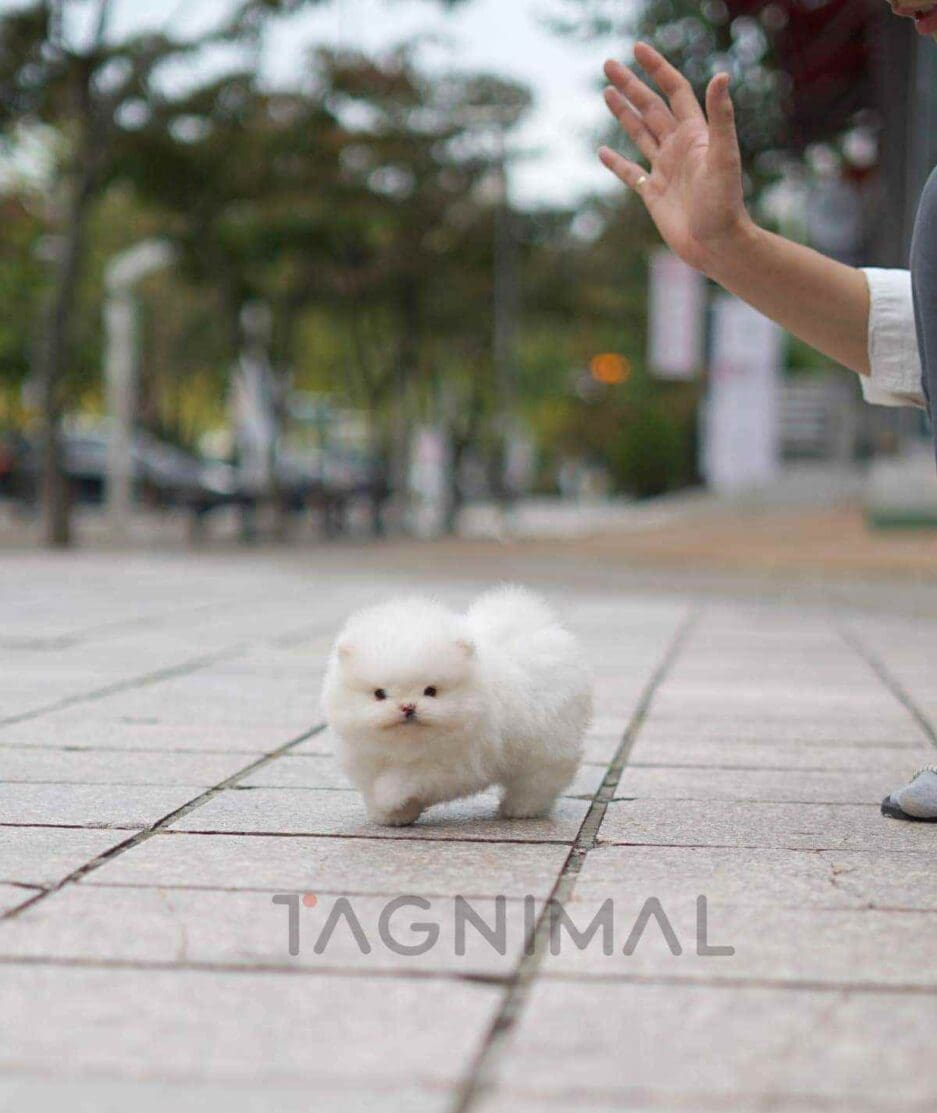 Pomeranian puppy for sale, dog for sale at Tagnimal