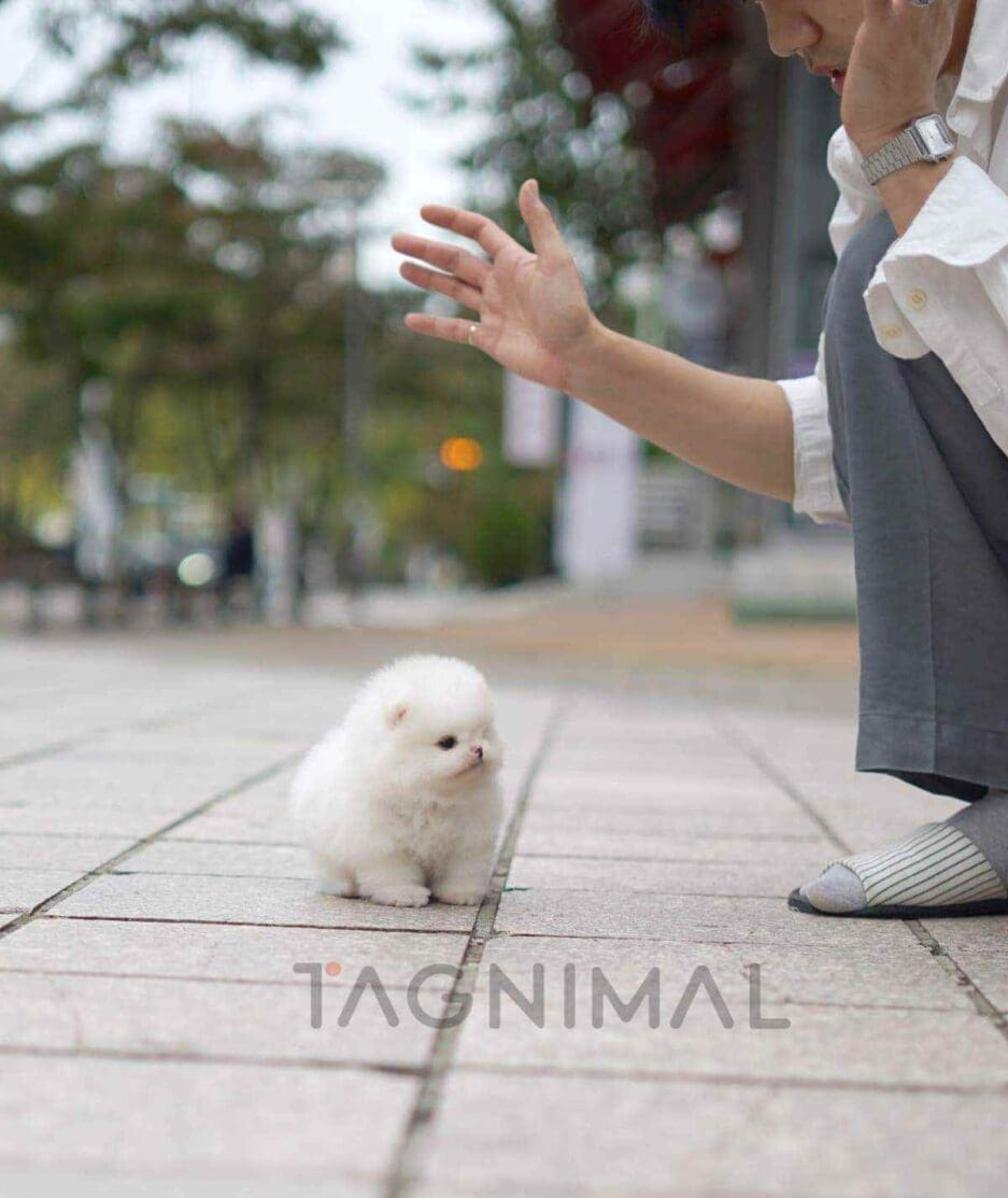 Pomeranian puppy for sale, dog for sale at Tagnimal