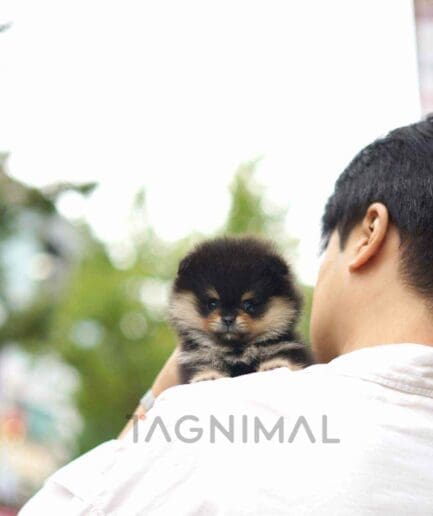 Pomeranian puppy for sale, dog for sale at Tagnimal