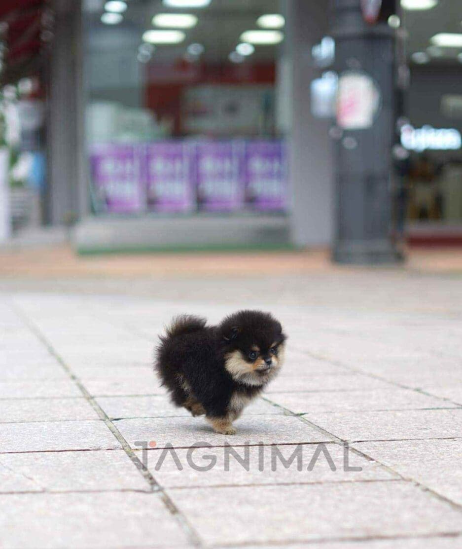 Pomeranian puppy for sale, dog for sale at Tagnimal