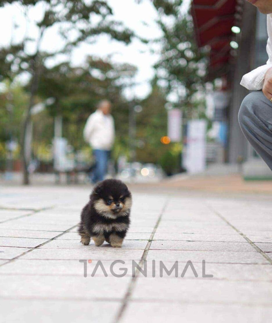 Pomeranian puppy for sale, dog for sale at Tagnimal