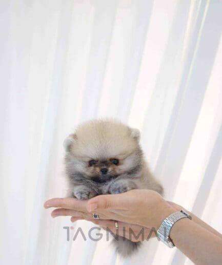 Pomeranian puppy for sale, dog for sale at Tagnimal