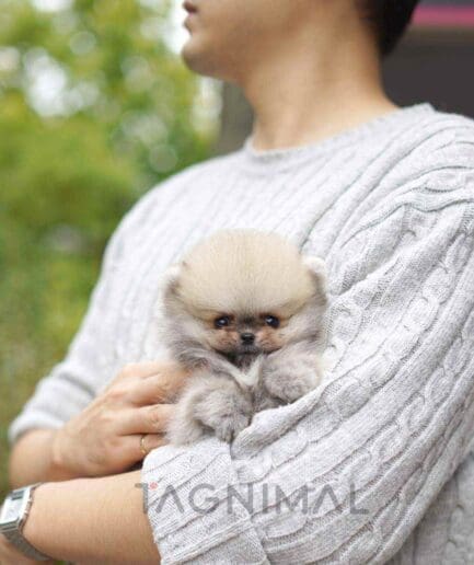 Pomeranian puppy for sale, dog for sale at Tagnimal